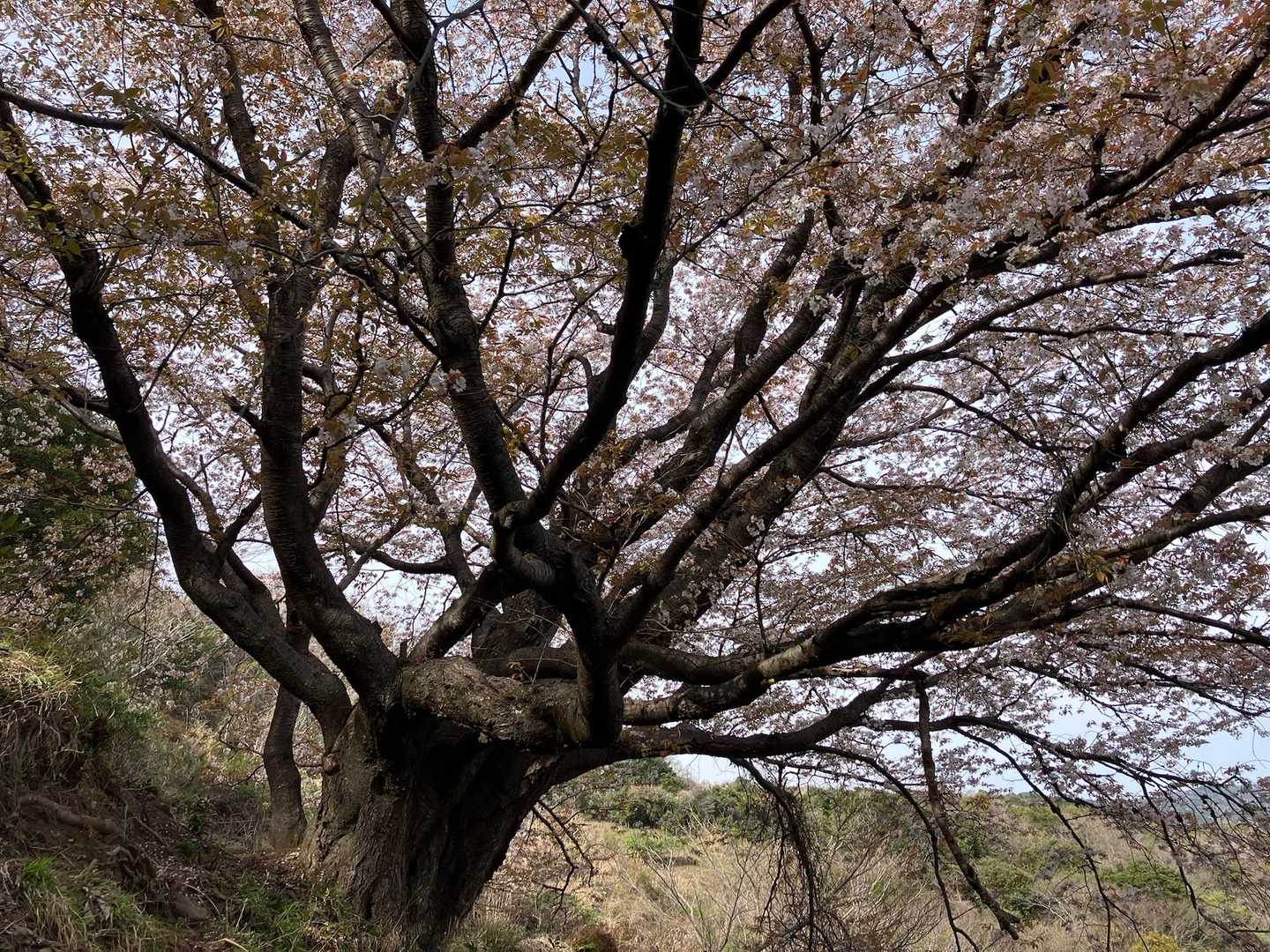 近くで見ると本当に大きな樹🌸
