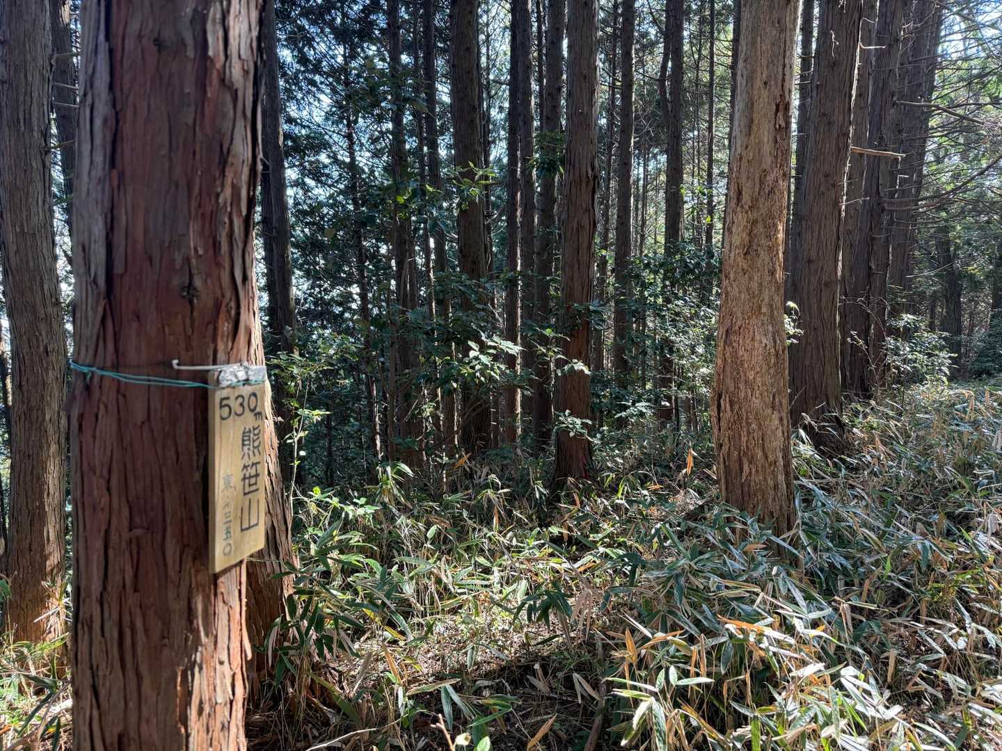 高尾マンモストレイルの写真