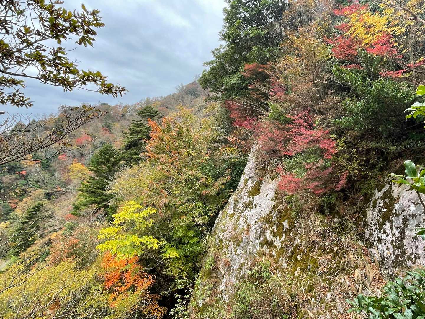 🍁