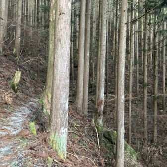 登山口入ってすぐの道