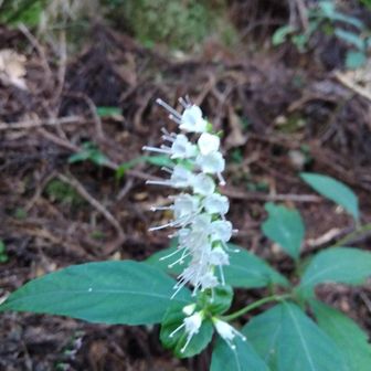 次に、シモバシラソウと出合いました。
これは、群生状態でした💮