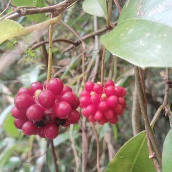 このところ食べ歩きが続いていますが、
今日はしっかり歩きますよ〜。
久しぶりのコースです。