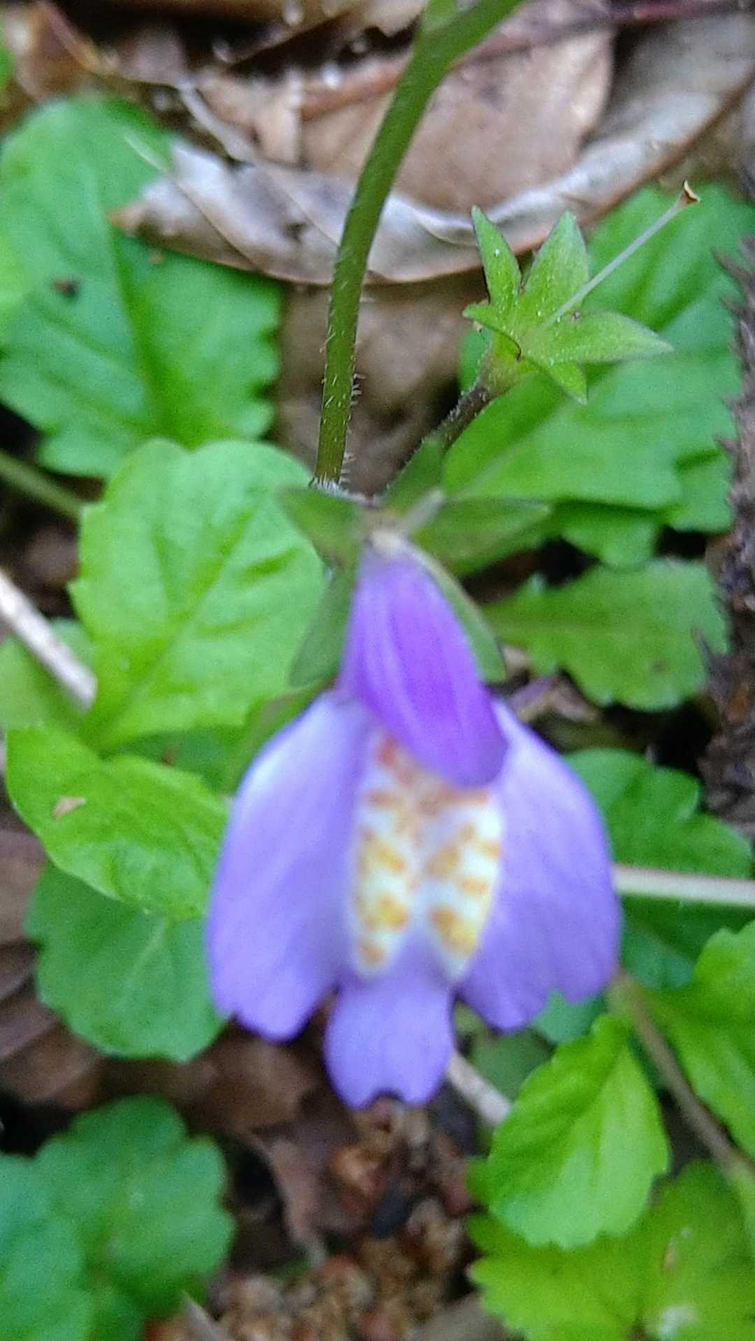 カワイイお花のお出迎えです✨