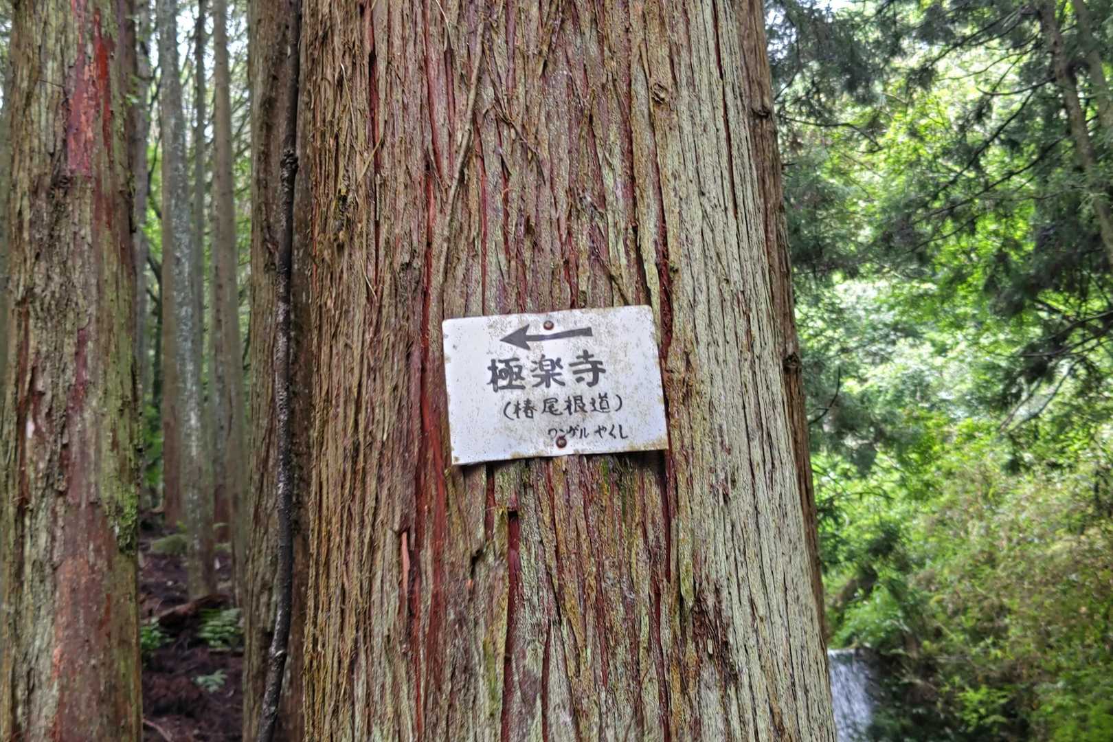 極楽寺山-極楽寺 往復コースの写真