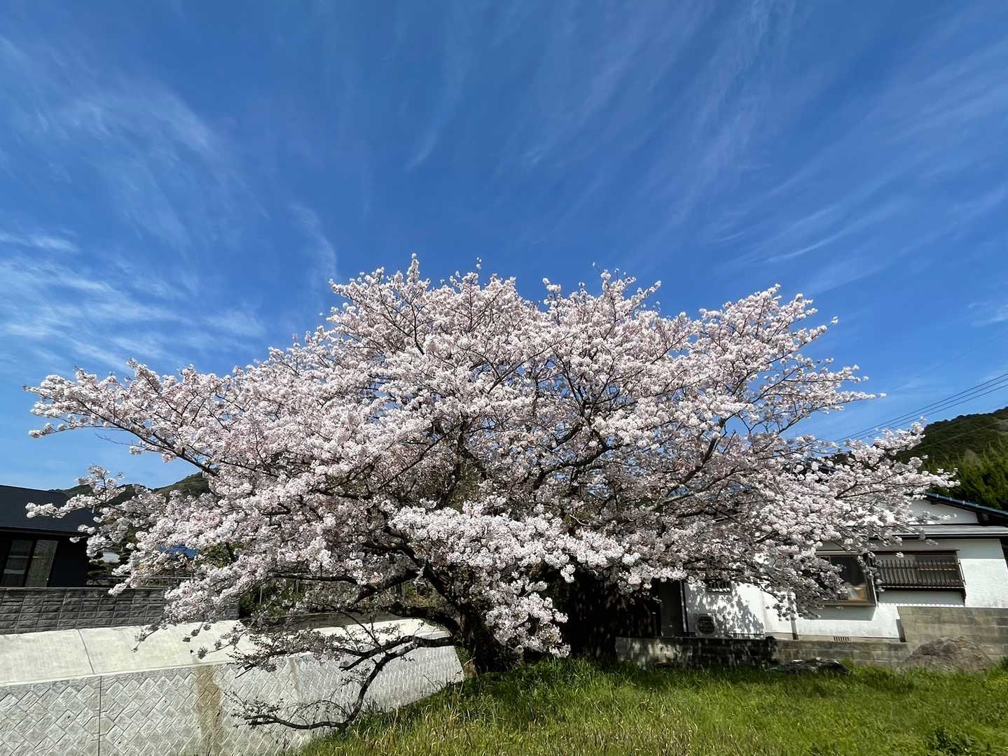 遠見岳登山口-さくら山-白山 周回コースの写真