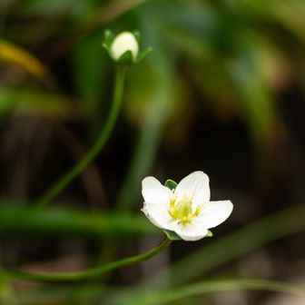 お花もきのこもたくさん
そして…