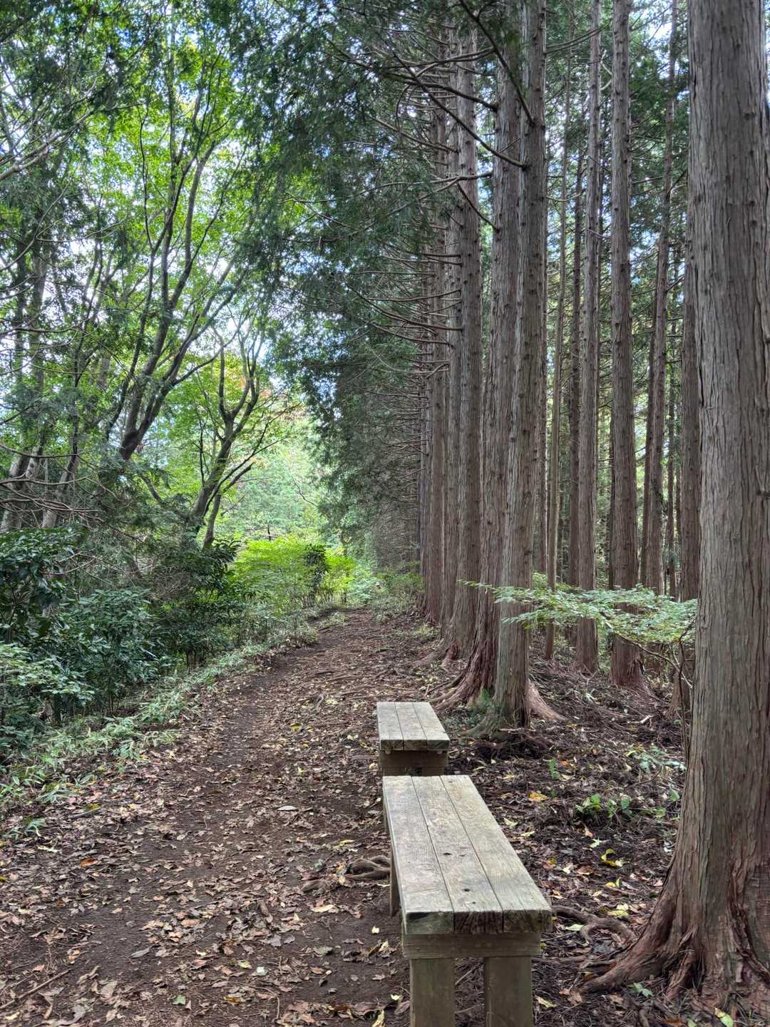 気持ちのよい並木