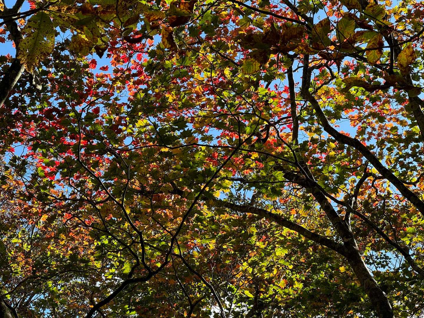 紅葉🍁まだ楽しめました😄