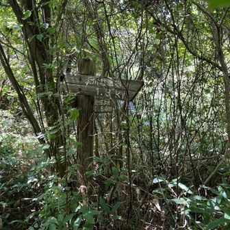 雨山から天川駐車場への周回路の分岐
草に覆われた道・・・
ここで、気づくべきでした