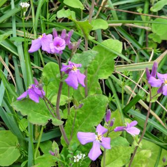 ムラサキハナナ