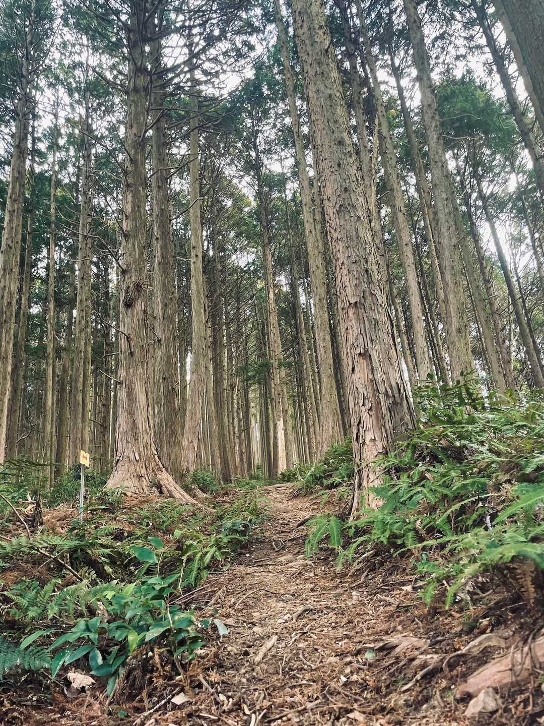 ダイラボウ入口-ダイラボウ 往復コースの写真