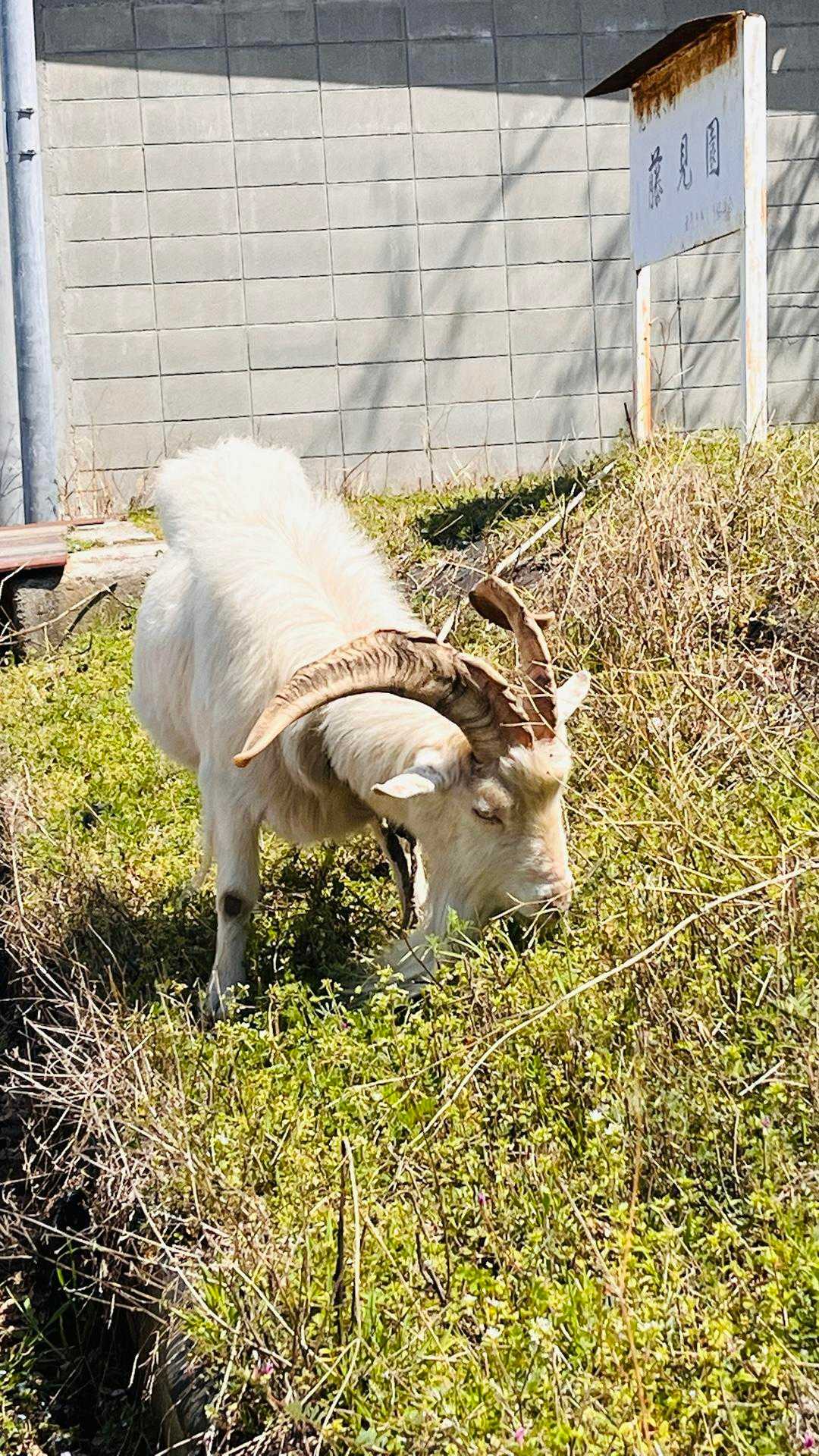 名物ヤギのせんちゃん
お食事に夢中でした