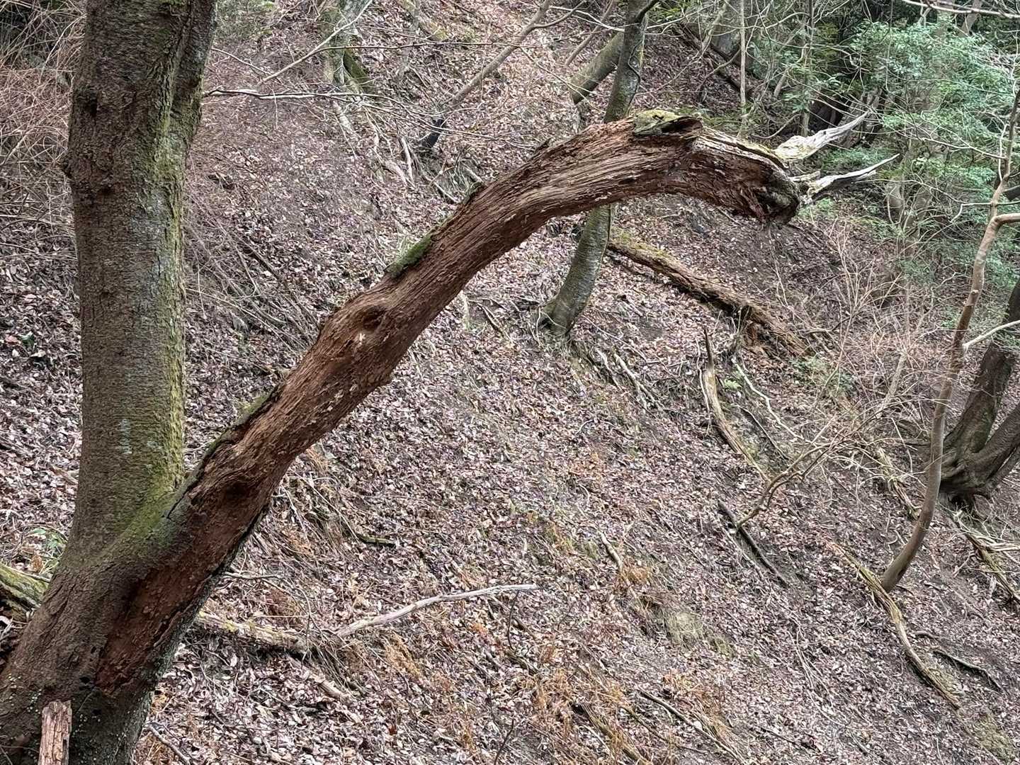 鎮南ザウルス🦕
イケメン君は見過ごしてしまった😓