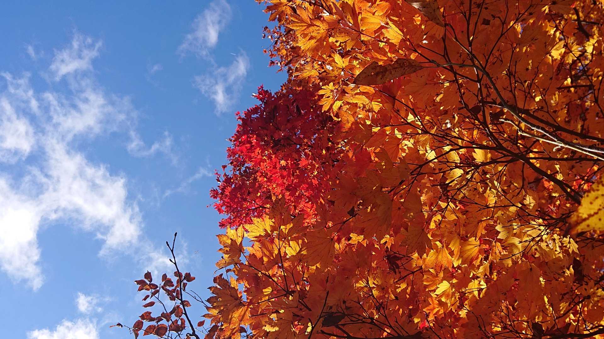 青空と🍁