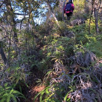 この辺りが山頂のはずですが、、