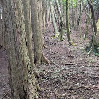 左の道から歩いて来て右側の道を登ってトバノ岩山を目指す