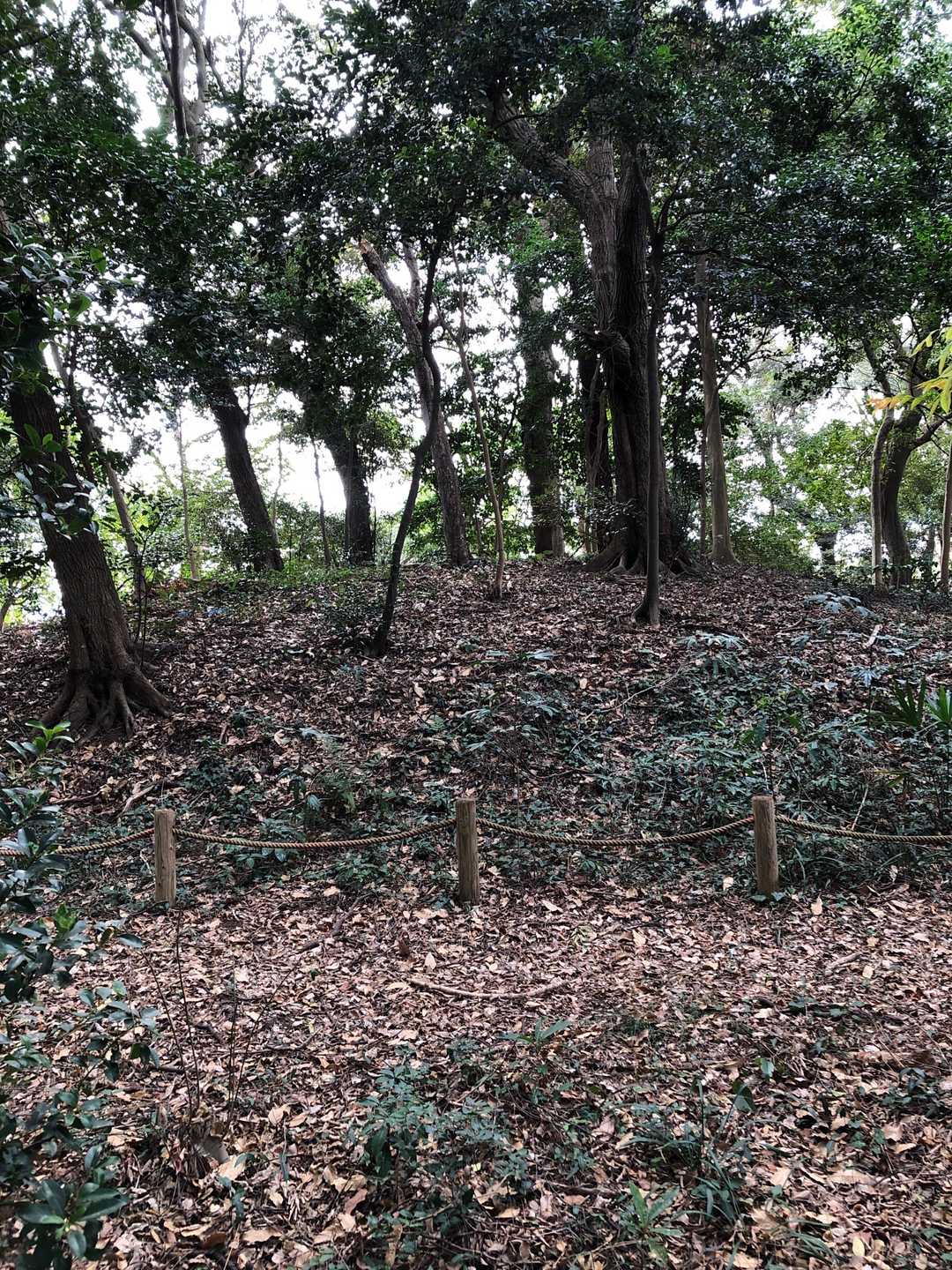 ロープで覆われているここを丸山山頂とします⛰
ちょっと小高い丘です❗️