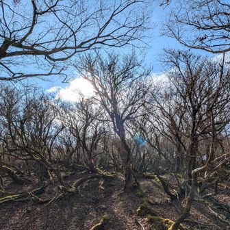 山頂手前の木がわじゃわじゃしてるとこ