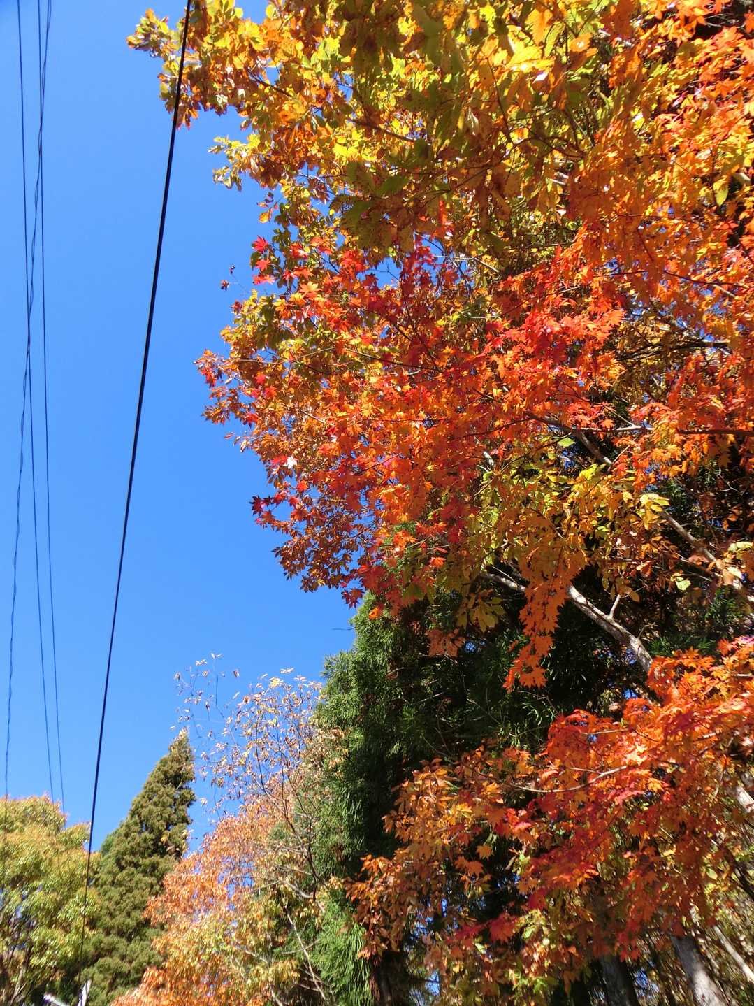 まだ道路の紅葉