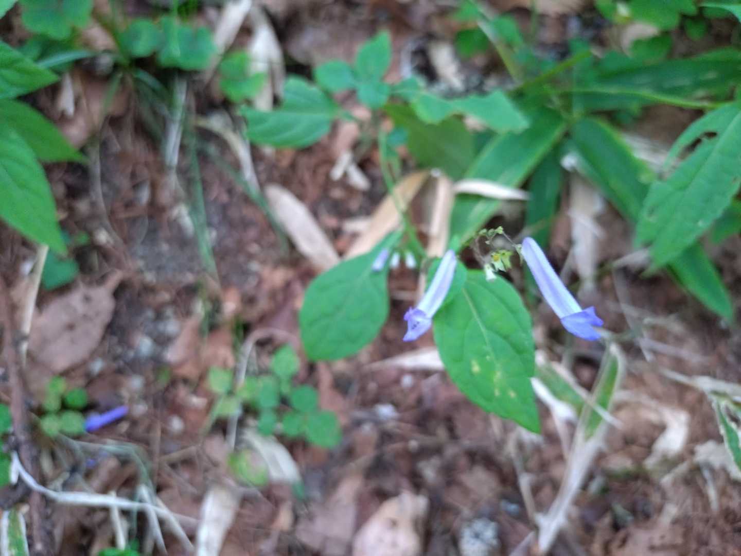 アキチョウジ。
今年初。