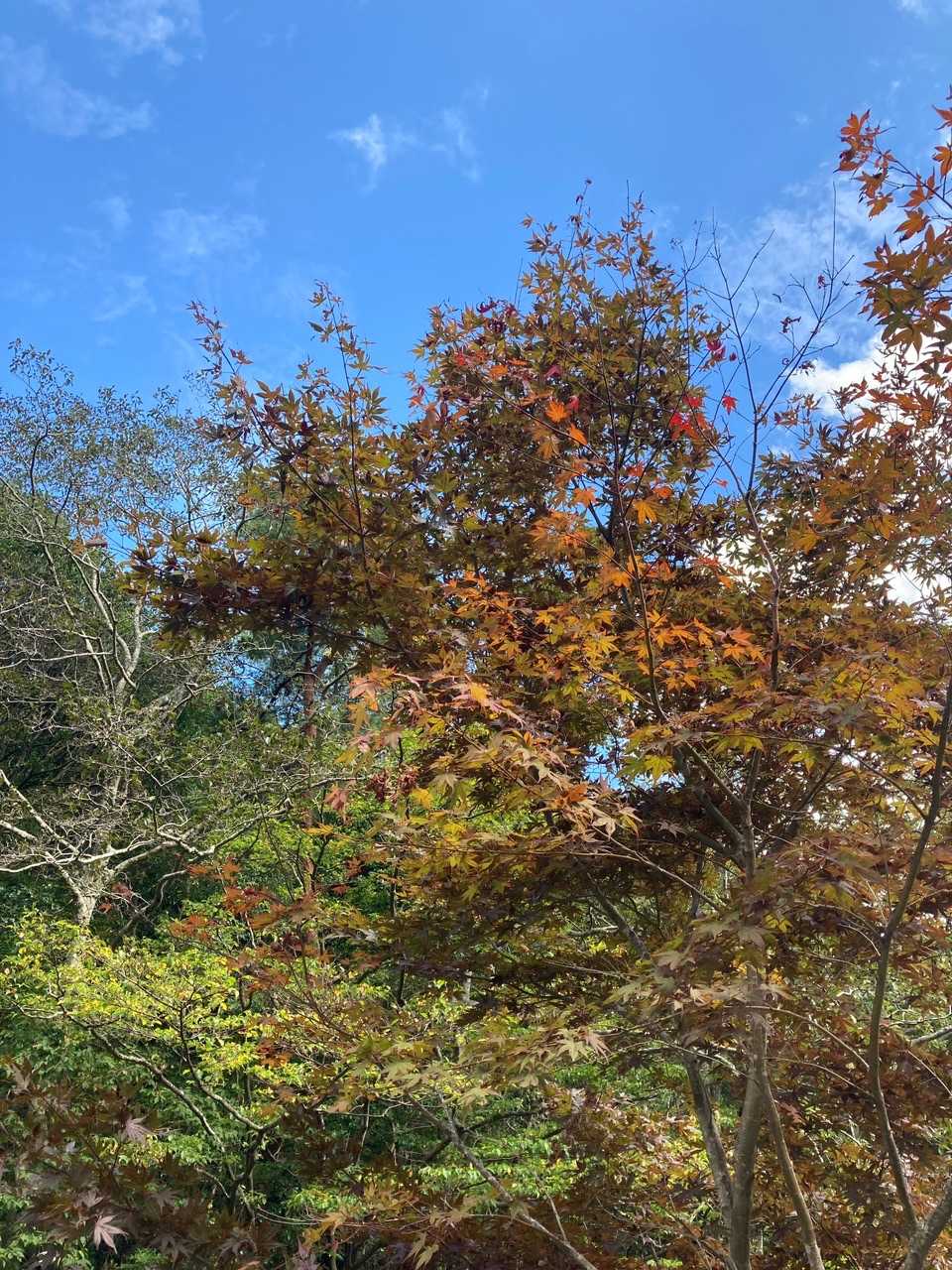 【るり渓】清らかな水の流れと岩や淵が織りなす豊かな景観の写真