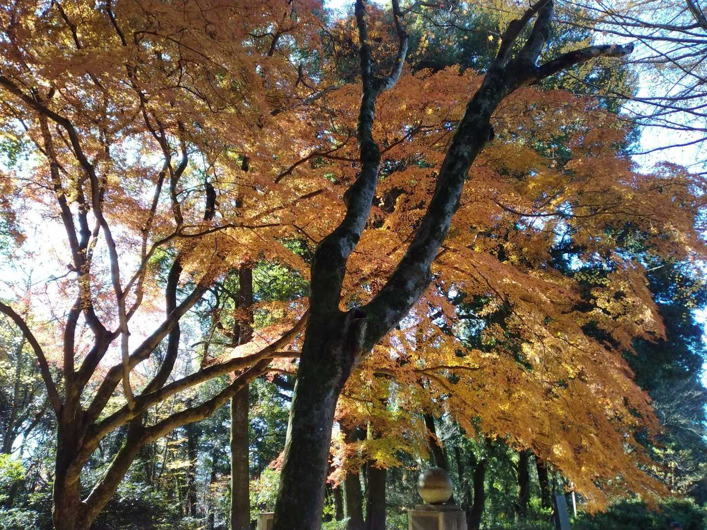 まだまだ綺麗✨