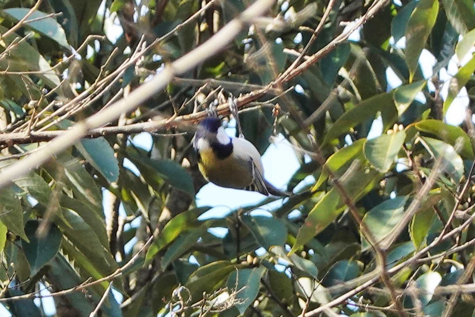 シジュウカラ
賑やかな混群でした🎶