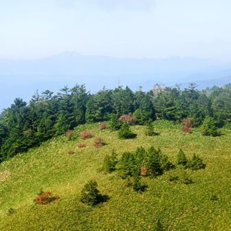 笹原の緑に点々と「ドウダンツツジ」の赤がいいね😊
