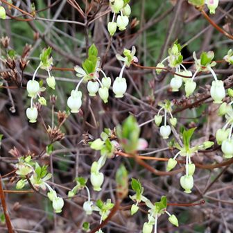 ドウダンツツジ