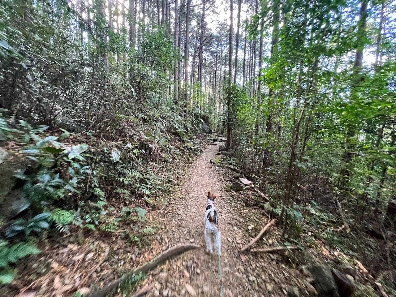 平坦な道に