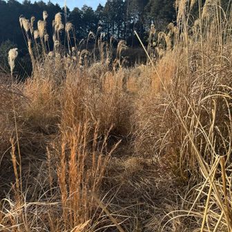 ちょっとした藪漕ぎ🤏
皇海山の藪漕ぎどんなんやろうと考える🧐