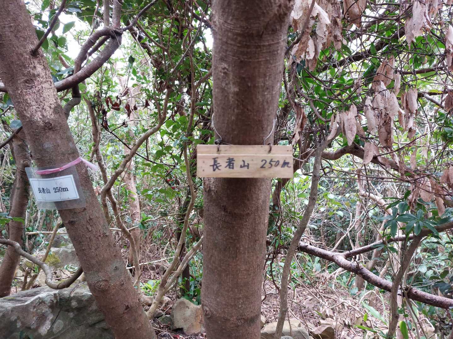 ようやく長者山山頂へ到着。