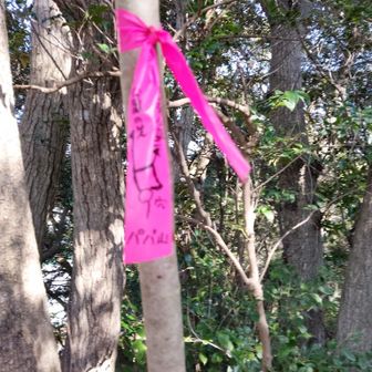 ピンクの印があって 迷いづらくなってます