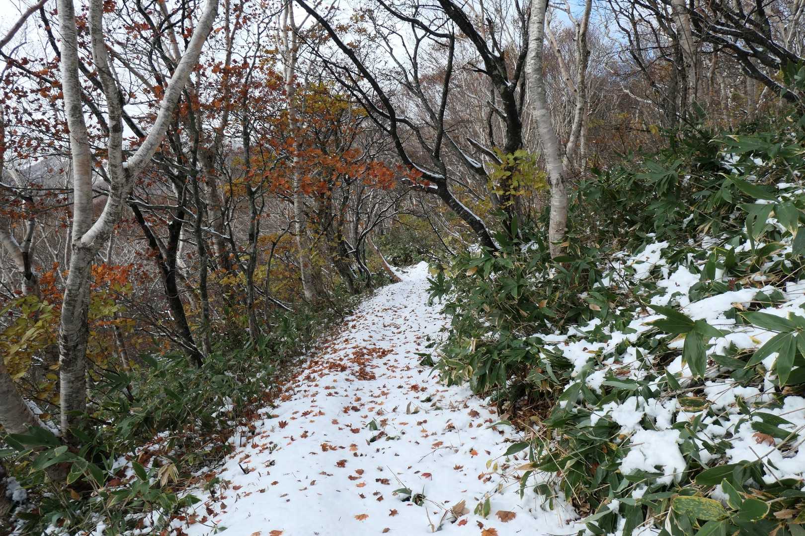 積雪出現❄️。