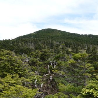 こちらは縞枯山方面