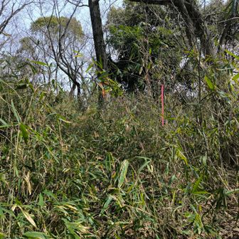 山頂は少し先です
少々藪です