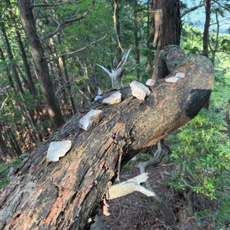 ロックゲレンデ上まで戻る際に見つけましたが、遠目に見ると小鳥さんが並んでいるようでした🤭