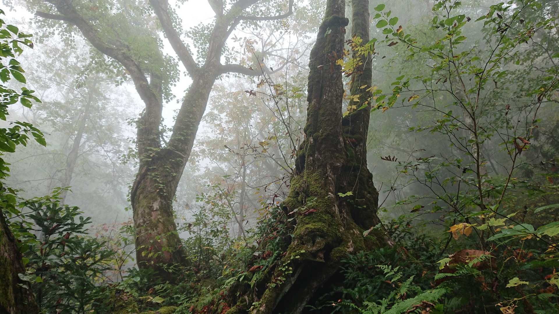 霧がかもし出す幻想的な空間と時間を楽しむ。