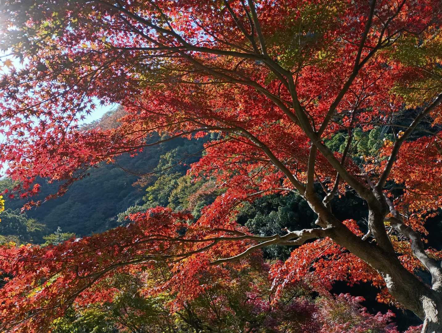 所々、紅葉きれい。