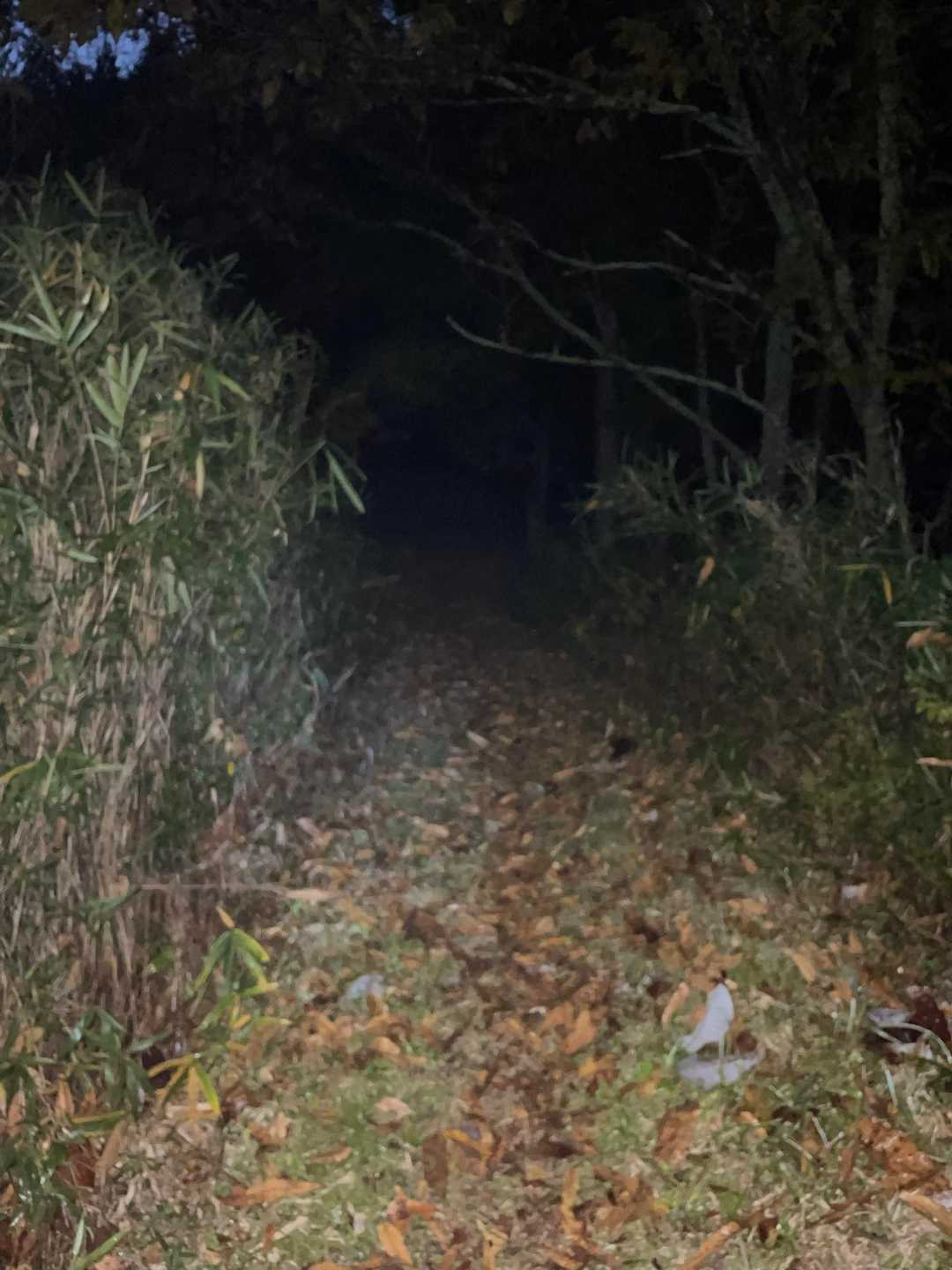 赤目里地里山コース-竜神山 往復コースの写真