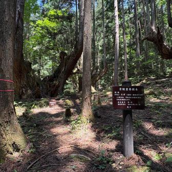 最近、景観重要樹木に指定されたようだ
