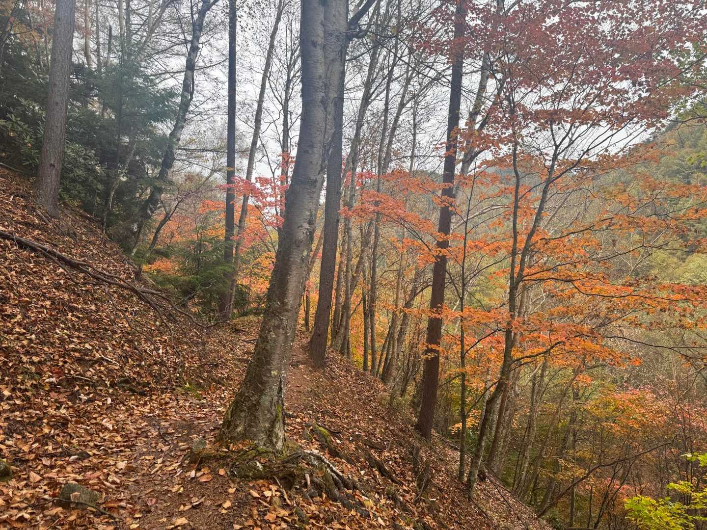 紅葉キレイ🍁