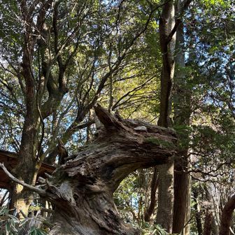 馬の顔に見えた！