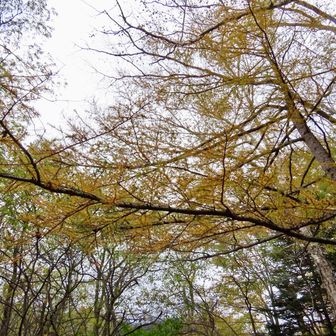 カラマツが黄葉しています。黄色から最後はオレンジ色になる。今は黄色。