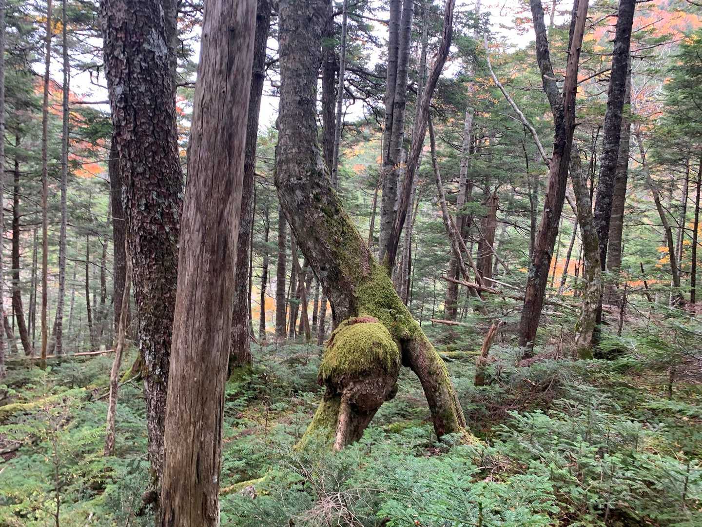 天然オブジェはあちこちに