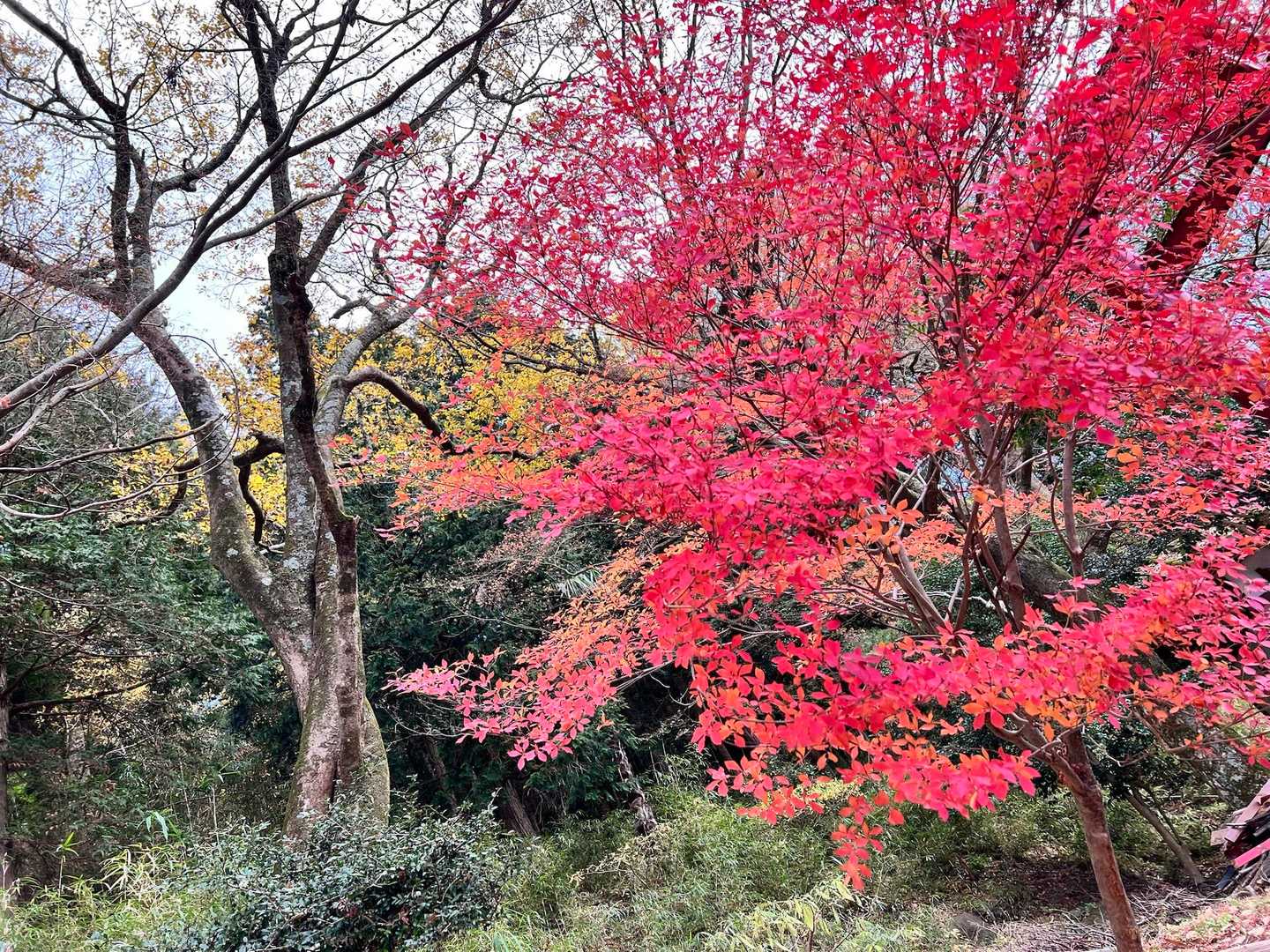 鮮やかです🍁