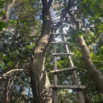 登りたい！と思って下の方を見たら、壊れてました😢