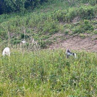 除草役のヤギ3匹。ビジターセンターが管理してる？
6/30まで名前を募集しているそうなので、リク・カイ・クウで応募しておきました🫡