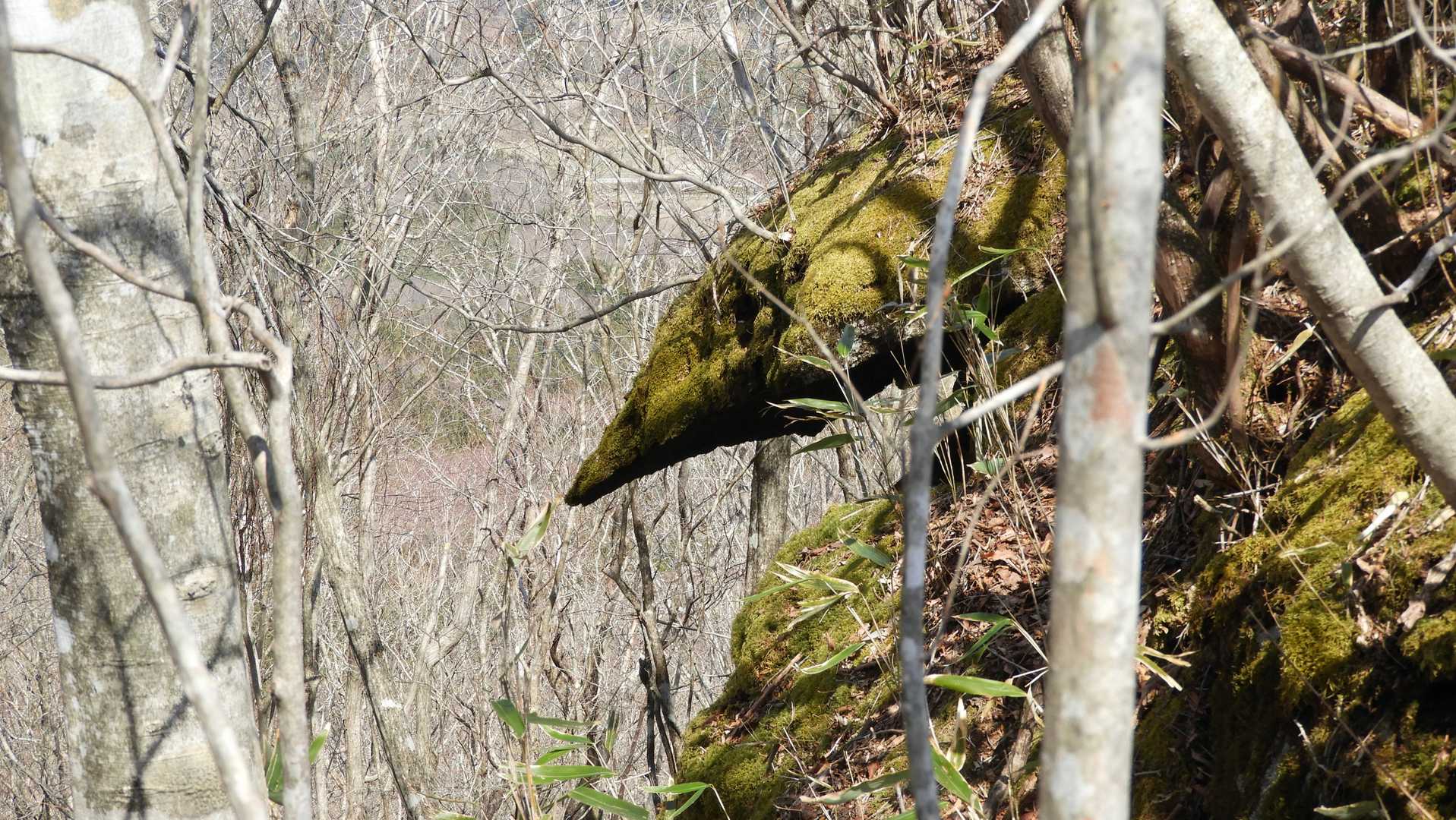 ちょっと印象的な苔むした岩。