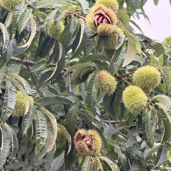 登山口近くにあった栗🌰立派でした。
駐車場🅿️は普段300円ですが、曼珠沙華祭りの期間は500円と書かれてました